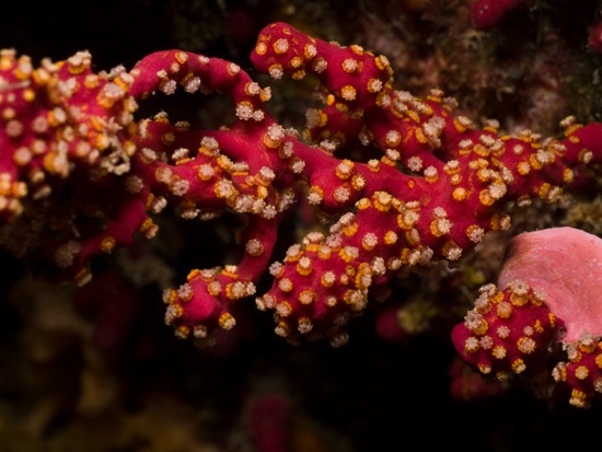 鹿茸軟珊瑚