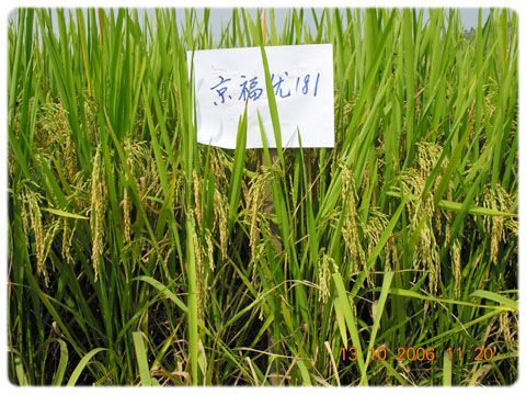 京福優230 京福優230