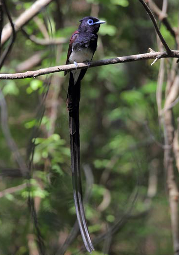 紫壽帶鳥指名亞種