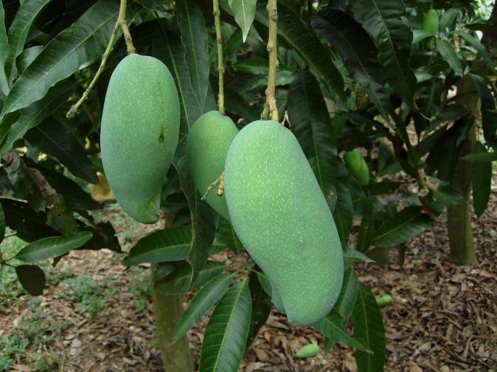 桂熱82號 桂熱82號