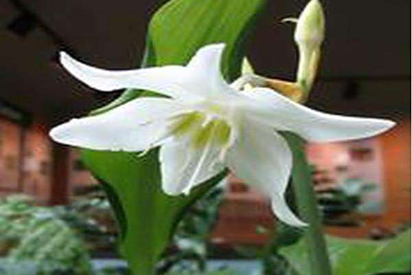 Eucharis amazonica