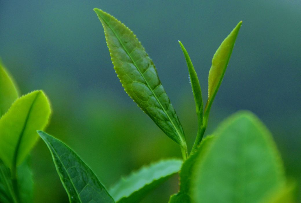 茶旗 茶旗