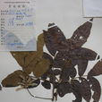 齒葉黃杞 齒葉黃杞