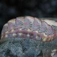 石鱉(海洋浮游生物重要組成)