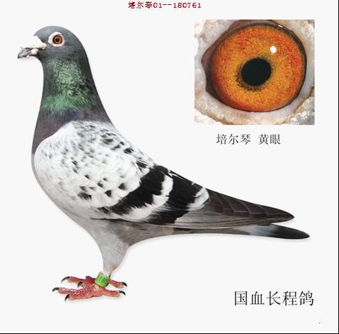 培爾琴