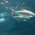 紐西蘭鱒魚 紐西蘭鱒魚