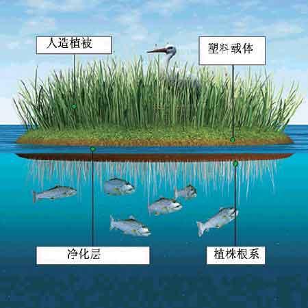人造濕地 人造濕地