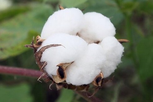 蘇雜9號 蘇雜9號