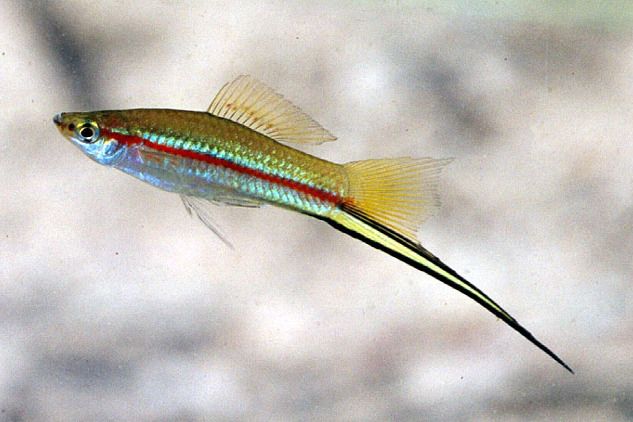 劍尾魚屬 劍尾魚屬