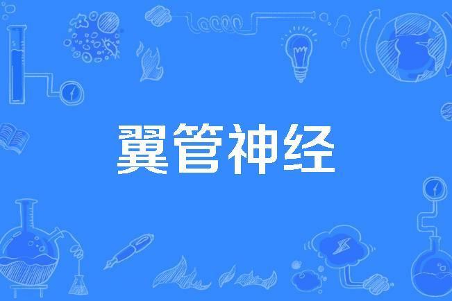 翼管神經 翼管神經