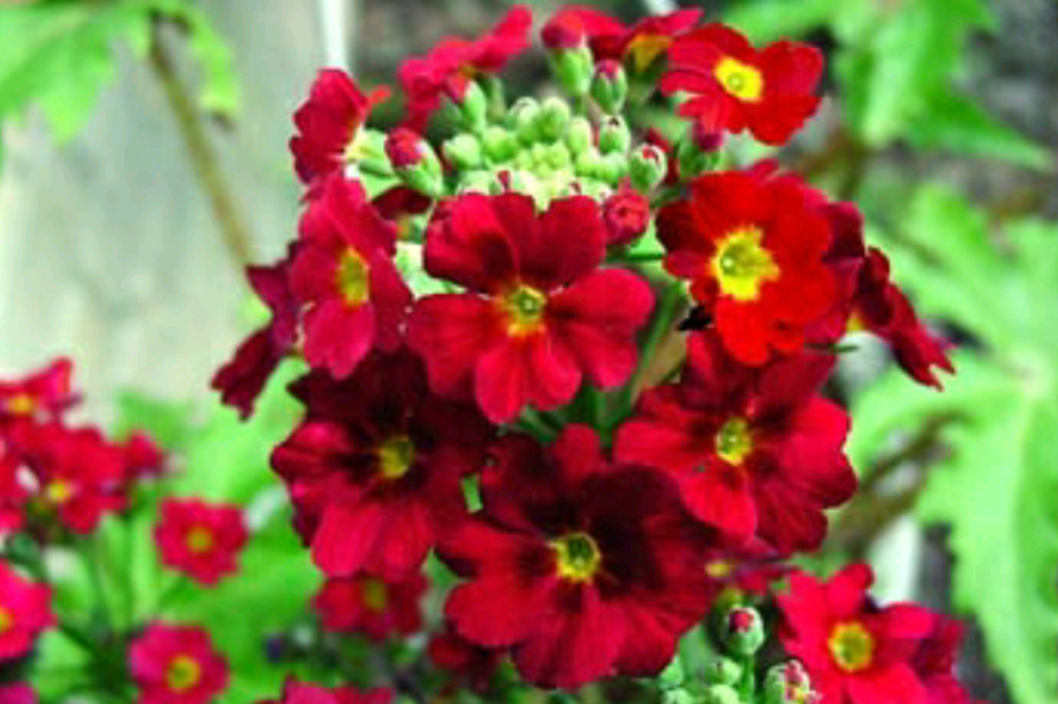 紅櫻草 紅櫻草