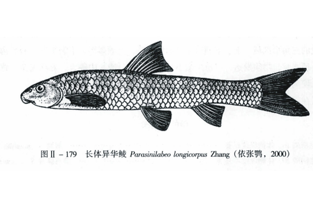 長體異華鯪 長體異華鯪