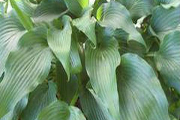 Hosta \x27Elvis Lives\x27