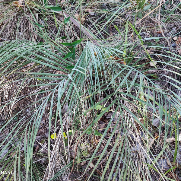 Butia matogrossensis