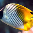 揚幡蝴蝶魚(人字蝶) 揚幡蝴蝶魚(人字蝶)