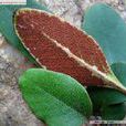 佛海石韋 佛海石韋
