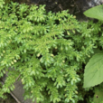 纖細冷水花 纖細冷水花