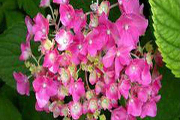 Hydrangea macrophylla \x27Ami Pasquier\x27