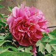 錦紅(薔薇屬交雜品種) 錦紅(薔薇屬交雜品種)
