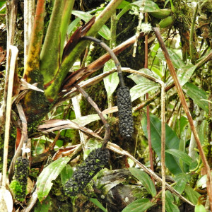 Sphaeradenia purpurea