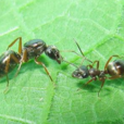 黑蟻(昆蟲) 黑蟻(昆蟲)
