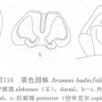 栗色園蛛 栗色園蛛