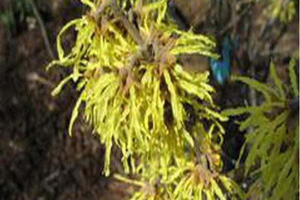 Hamamelis mollis \x27Sweet Sunshine\x27 Hamamelis mollis \x27Sweet Sunshine\x27