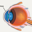 角膜(Cornea) 角膜(Cornea)