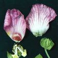 美麗芙蓉 美麗芙蓉