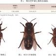 喀爾巴阡蜂 喀爾巴阡蜂