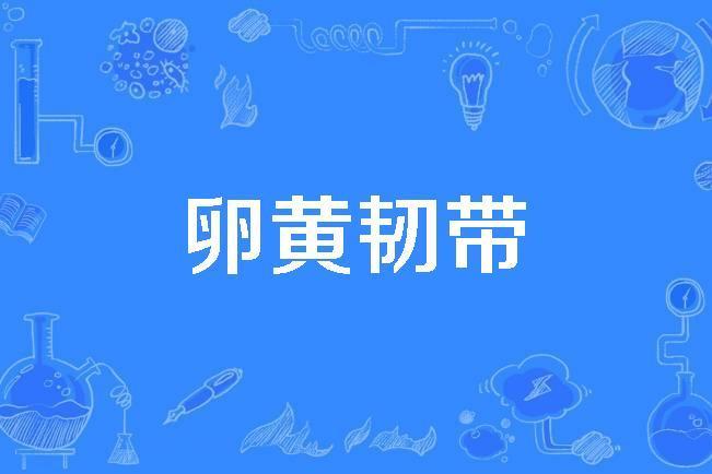 卵黃韌帶 卵黃韌帶