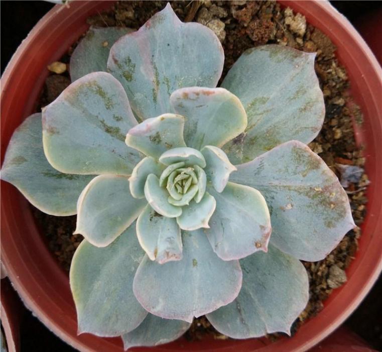 紅邊皺葉 紅邊皺葉