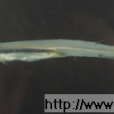 魣蜥魚科 魣蜥魚科