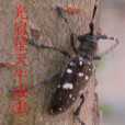 竹柳天牛 竹柳天牛