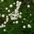綿杉菊 綿杉菊