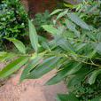 旱柳(楊柳目楊柳科植物) 旱柳(楊柳目楊柳科植物)