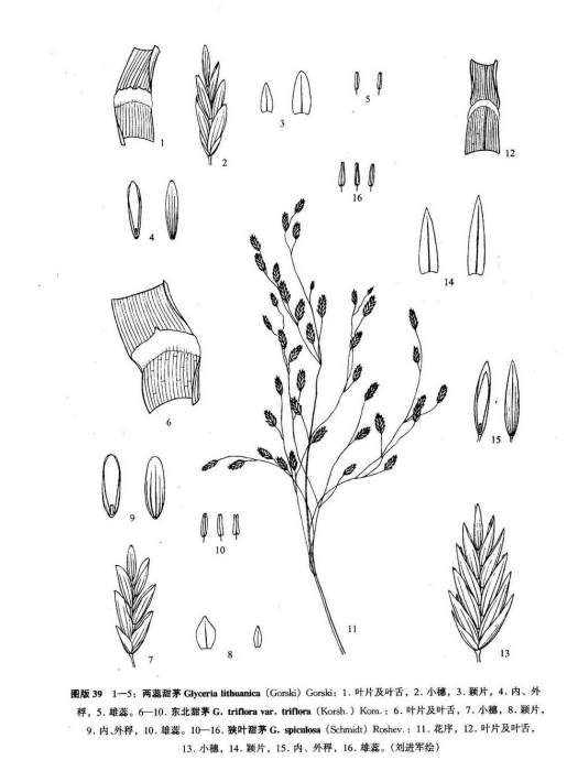 兩蕊甜茅 兩蕊甜茅