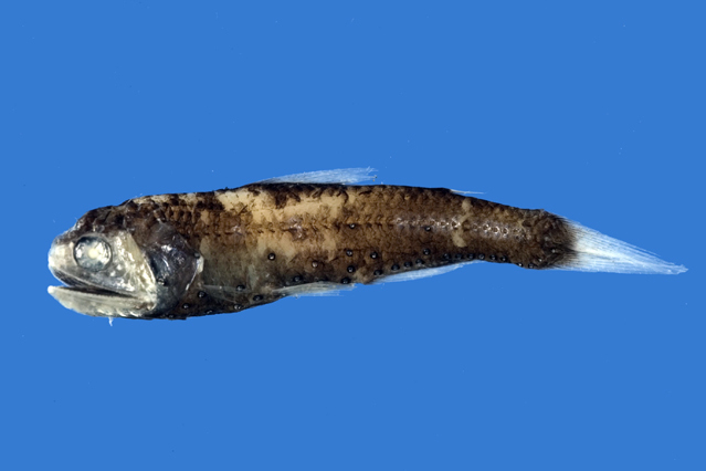 菲氏眶燈魚 菲氏眶燈魚