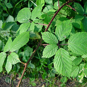 Rubus cissburiensis