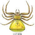 白色蟹蛛 白色蟹蛛