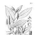 緣毛胡椒 緣毛胡椒