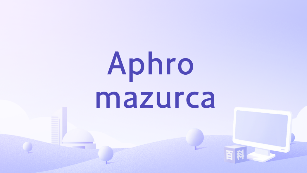 Aphro mazurca Aphro mazurca