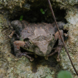 日本溪樹蛙