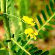 田菁(豆科草本植物)