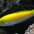 黃紫龍魚 黃紫龍魚