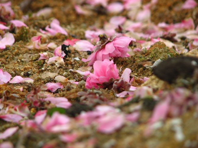 桃花落地 桃花落地