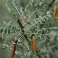 檸條錦雞兒(檸條（豆科植物）)