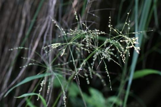 Hakonechloa macra \x27Nicolas\x27 Hakonechloa macra \x27Nicolas\x27