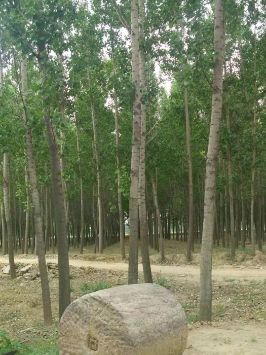 包廠鄉 包廠鄉