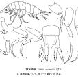 澳洲路戎 澳洲路戎